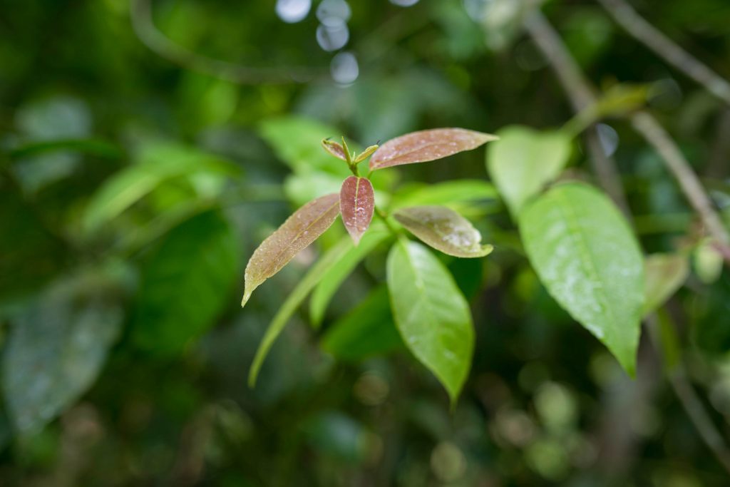 Guayusa-Tea-Benefits