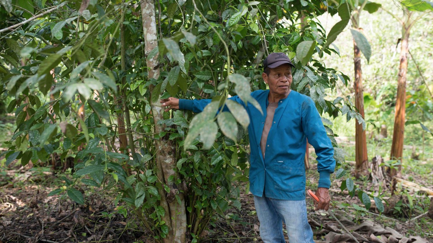 Guayusa Agroforestry